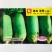 美味甜脆水果萝卜种子