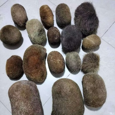 猪宝，猪砂珍贵中药材
