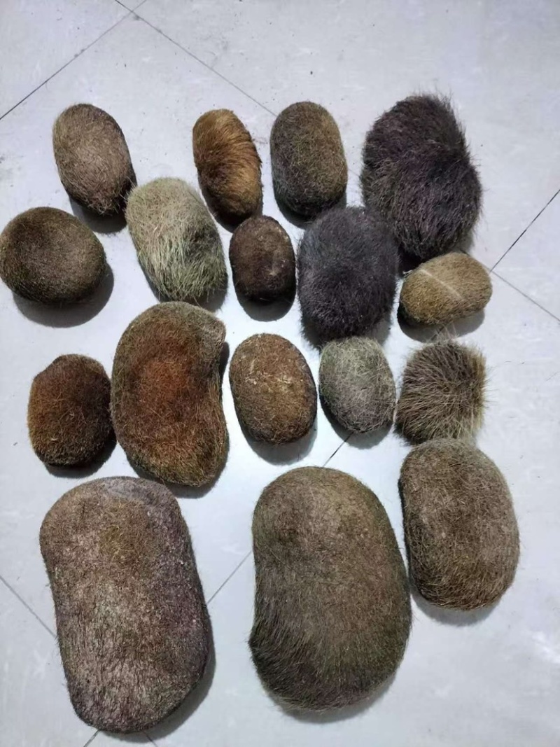 猪宝，猪砂珍贵中药材