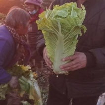 白菜京三号