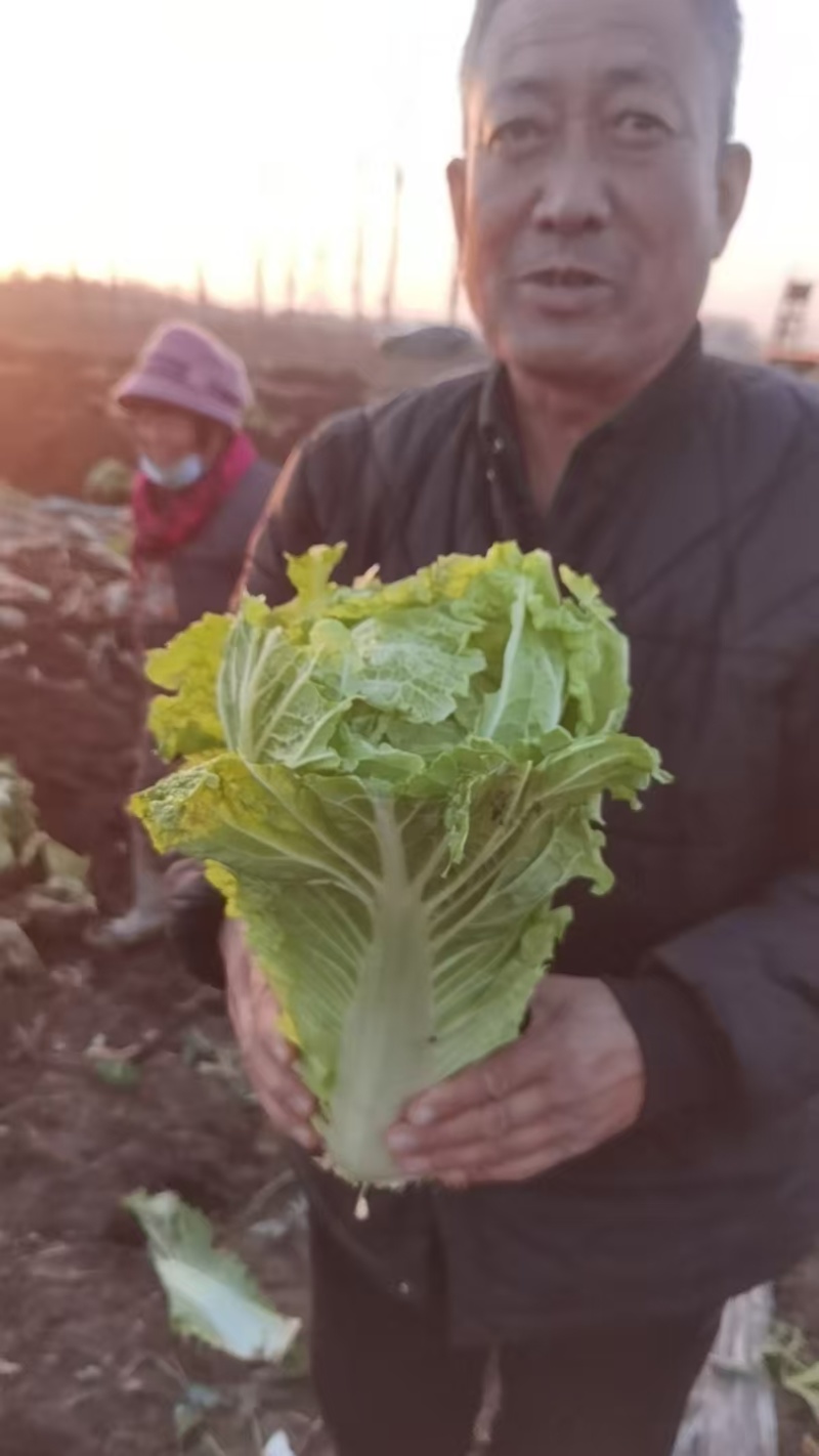 白菜京三号