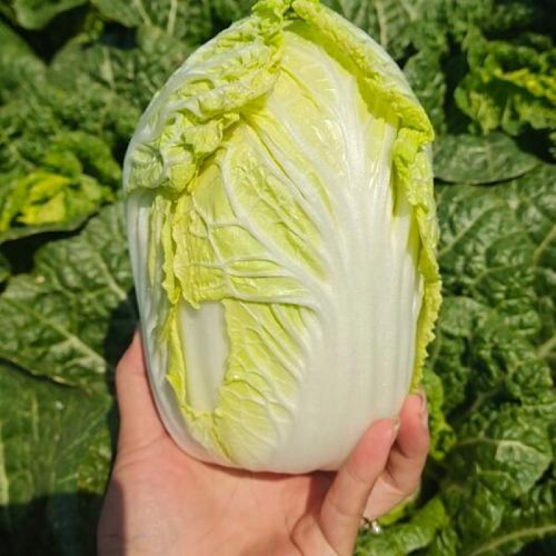 《畅销娃娃菜》电商社团市场商超外贸出口，农户一手货