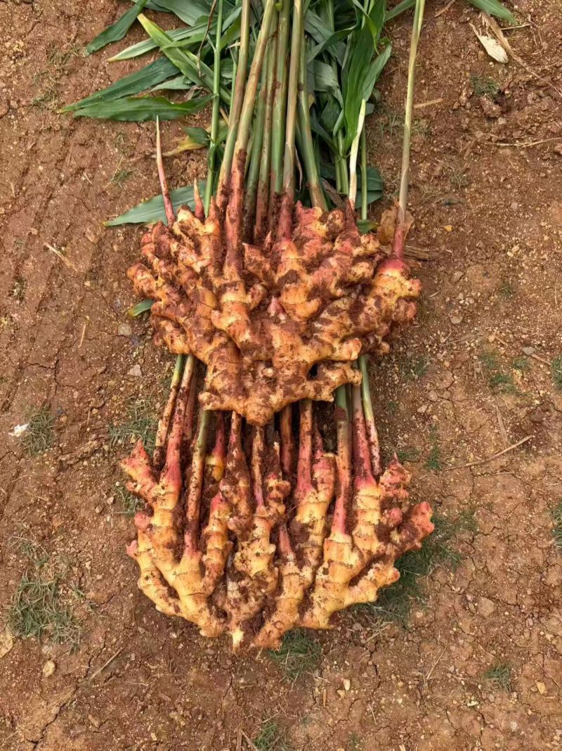 云南二黄姜