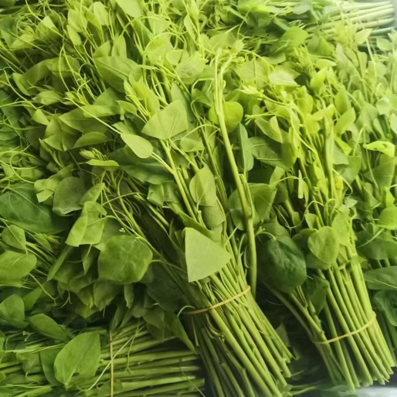 辣木苗菜，大量有货，可以视频看货，对接全国市场电商平台
