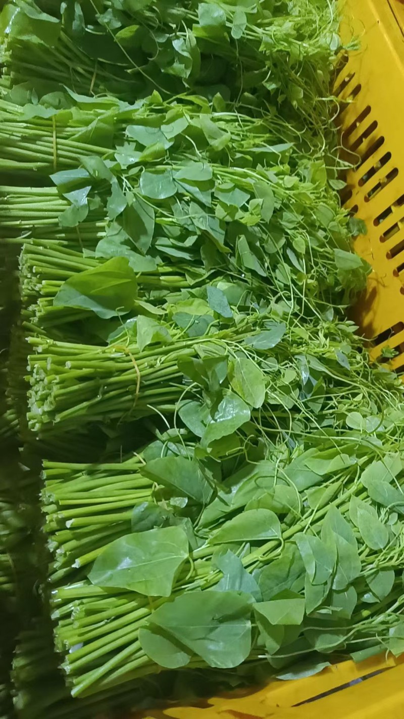 辣木苗菜，大量有货，可以视频看货，对接全国市场电商平台