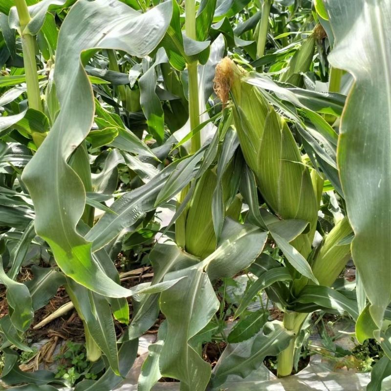 申科甜811水果玉米种子生吃甜脆多汁鲜食黄甜玉米大棒种籽