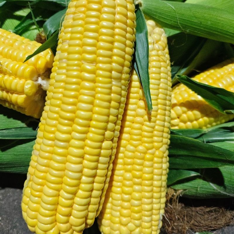 申科甜811水果玉米种子生吃甜脆多汁鲜食黄甜玉米大棒种籽