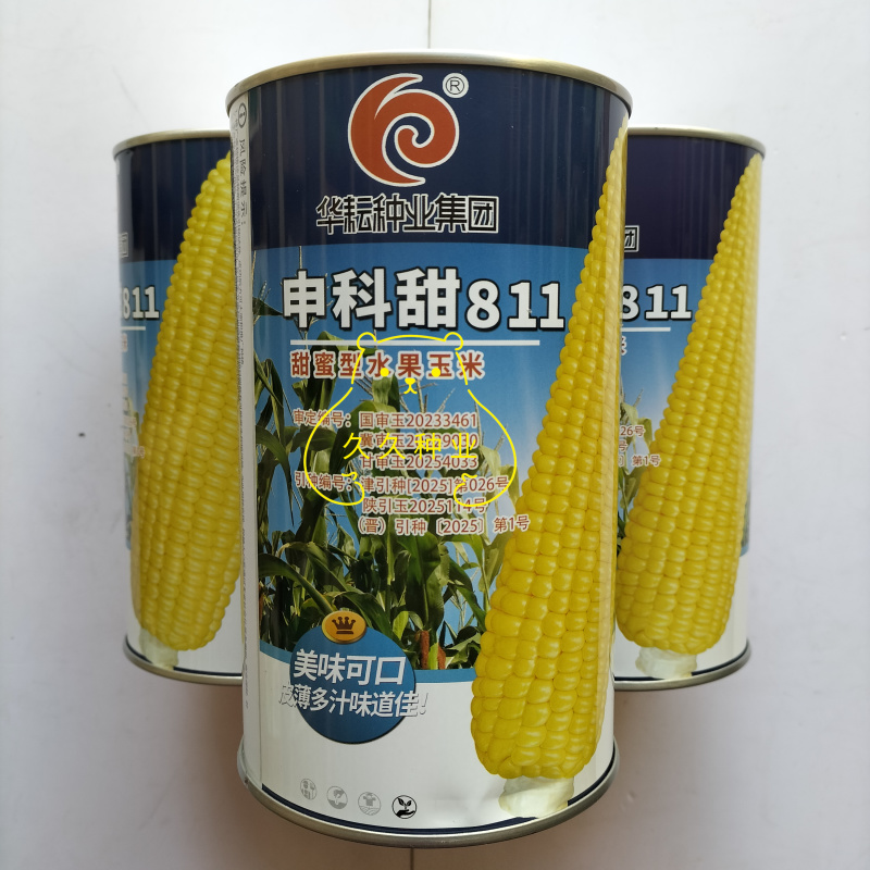 申科甜811水果玉米种子生吃甜脆多汁鲜食黄甜玉米大棒种籽