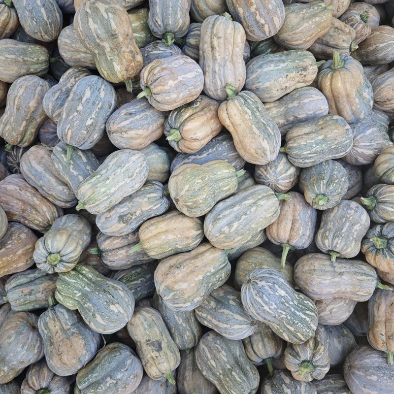 胖墩花生南瓜种子小果型南瓜种籽味粉甜肉质细腻甜口感好