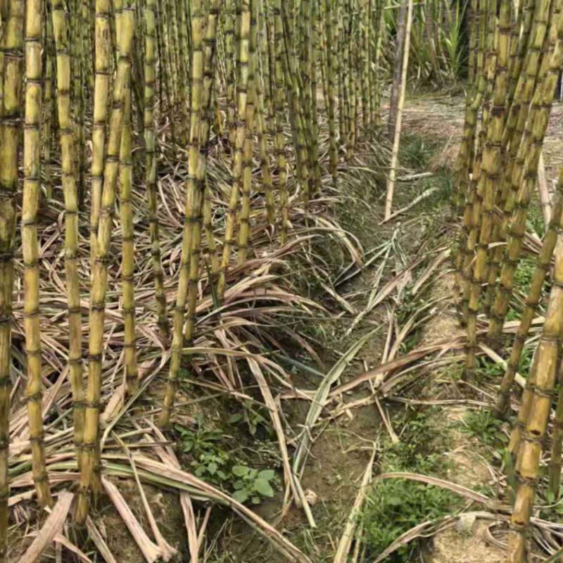 广东翁英两县黄皮甘蔗清甜多汁产地直发