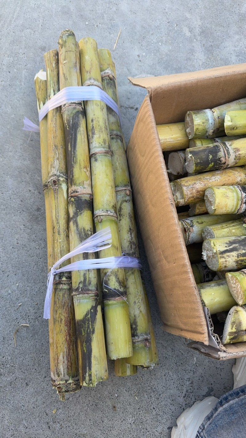 广东翁英两县黄皮甘蔗清甜多汁产地直发