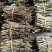 云南铁皮石斛鲜条短条日照充足胶质饱满自产自销