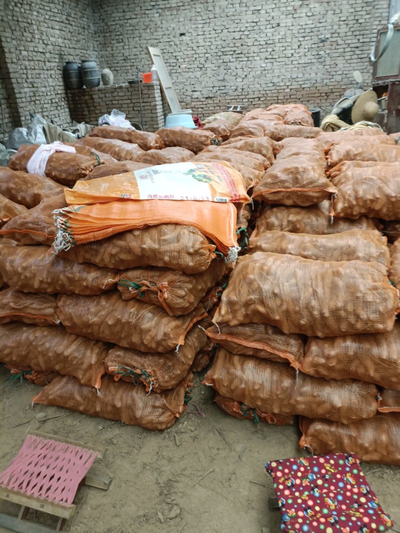 山药豆苗