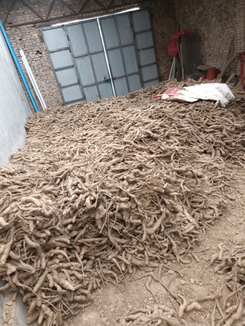 山药豆苗