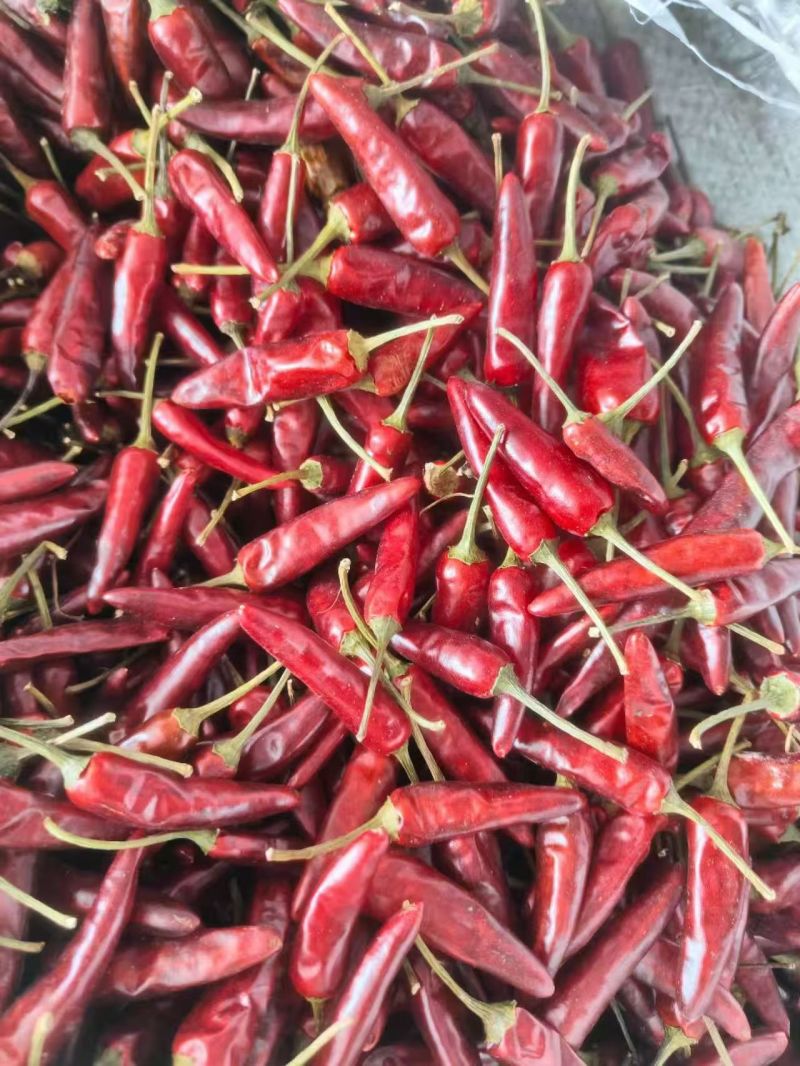 满天星（小米辣）干辣椒样品