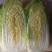 优质娃娃菜大量供应，代发全国，质量保证，
