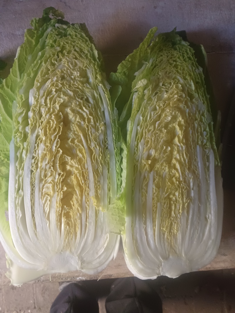 优质娃娃菜大量供应，代发全国，质量保证，
