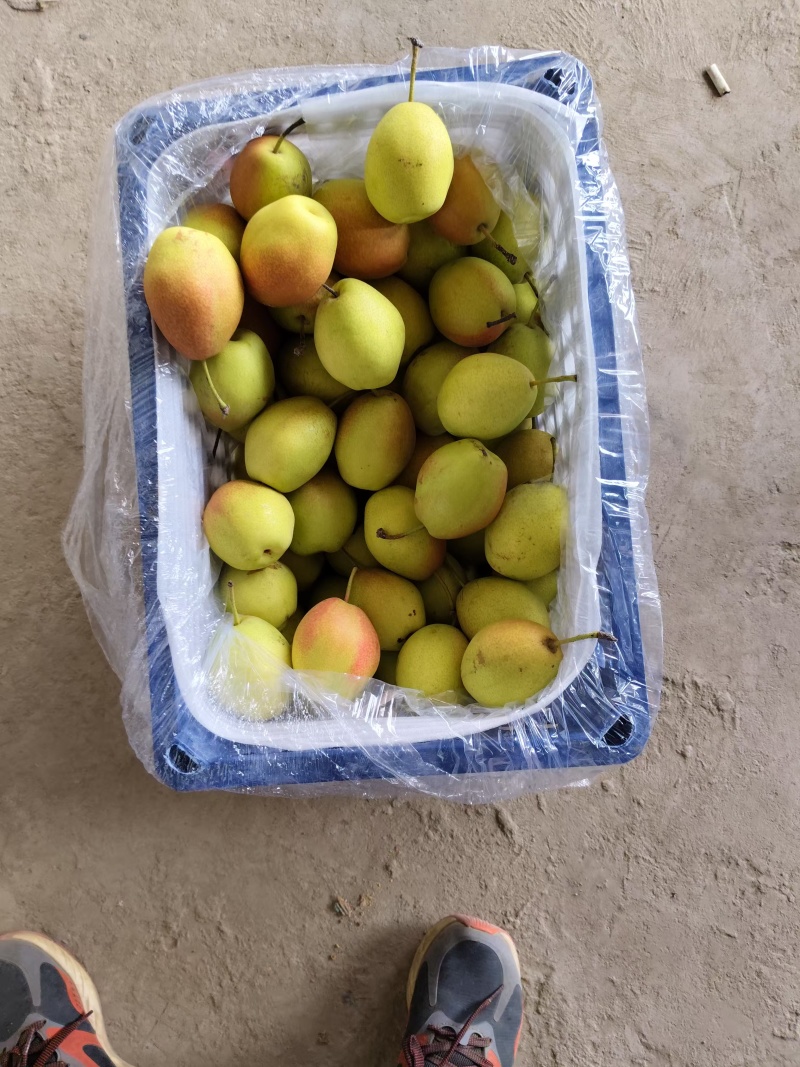 万荣红香酥梨，香甜可口，核小无渣