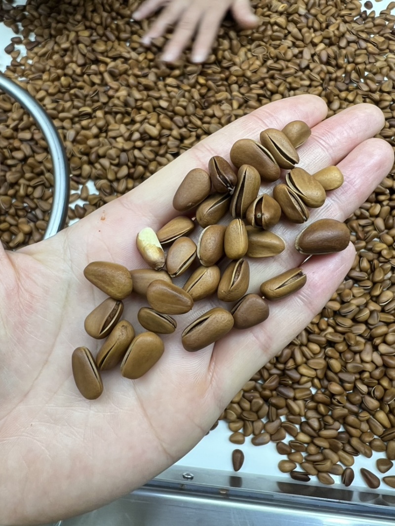 东北开口松子满肉好货