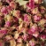 玫瑰干花蕾