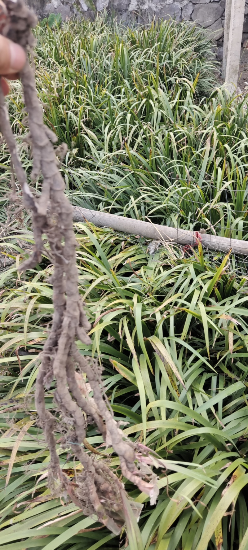 精品石菖蒲，香菖蒲诚信经营