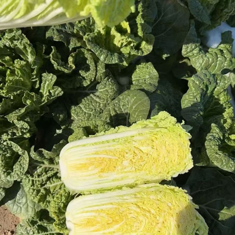 娃娃菜大娃小娃各种规格量大从优可视频看货