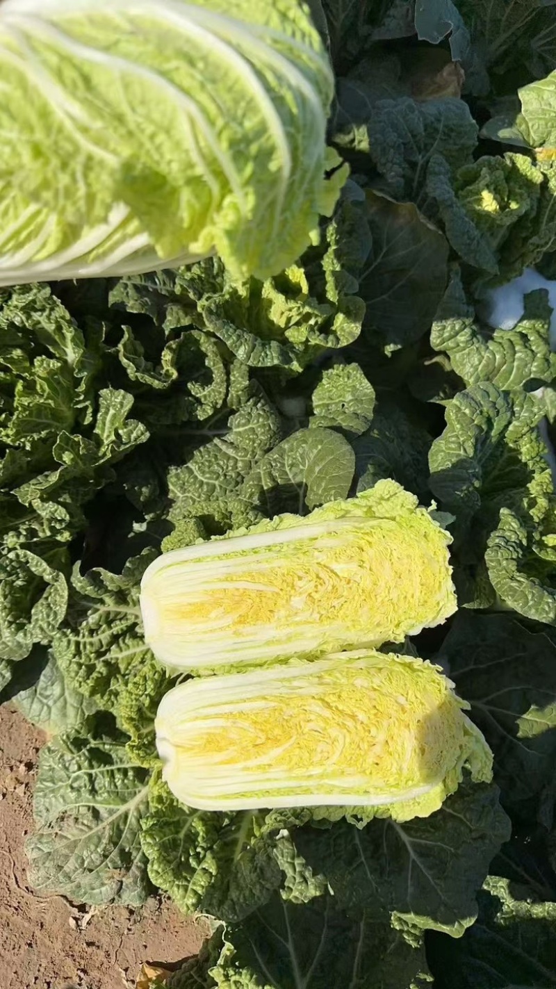 娃娃菜大娃小娃各种规格量大从优可视频看货