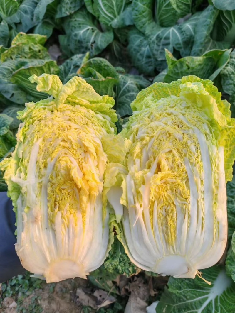 娃娃菜大娃小娃各种规格量大从优可视频看货