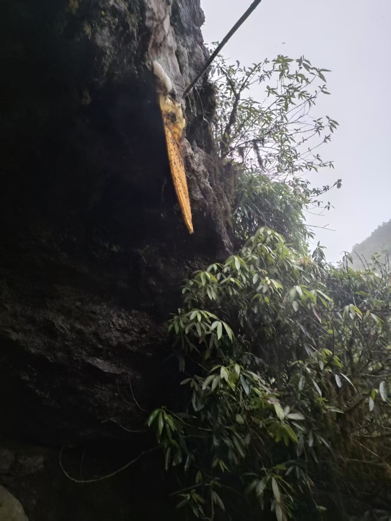 野生岩蜂蜜