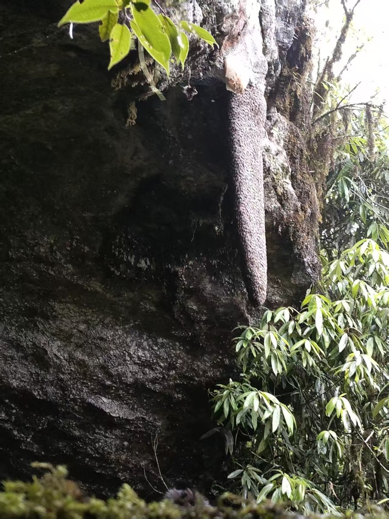野生岩蜂蜜