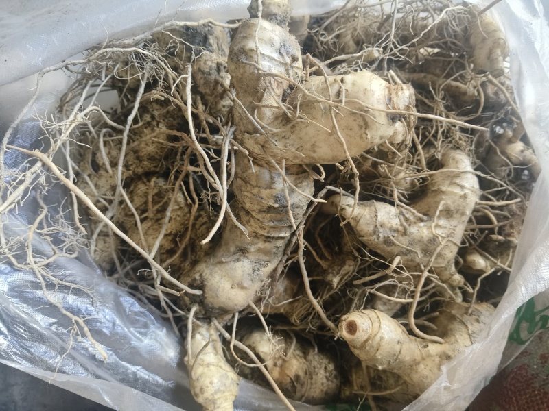 野生鸡头黄精，高山自然生长。