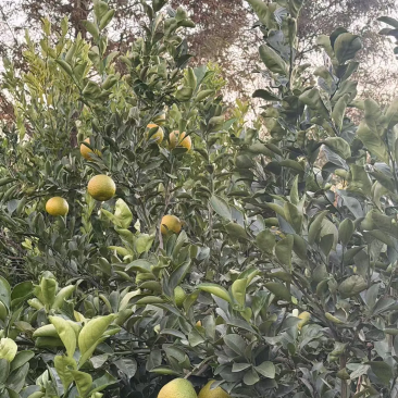 甜蜜柚