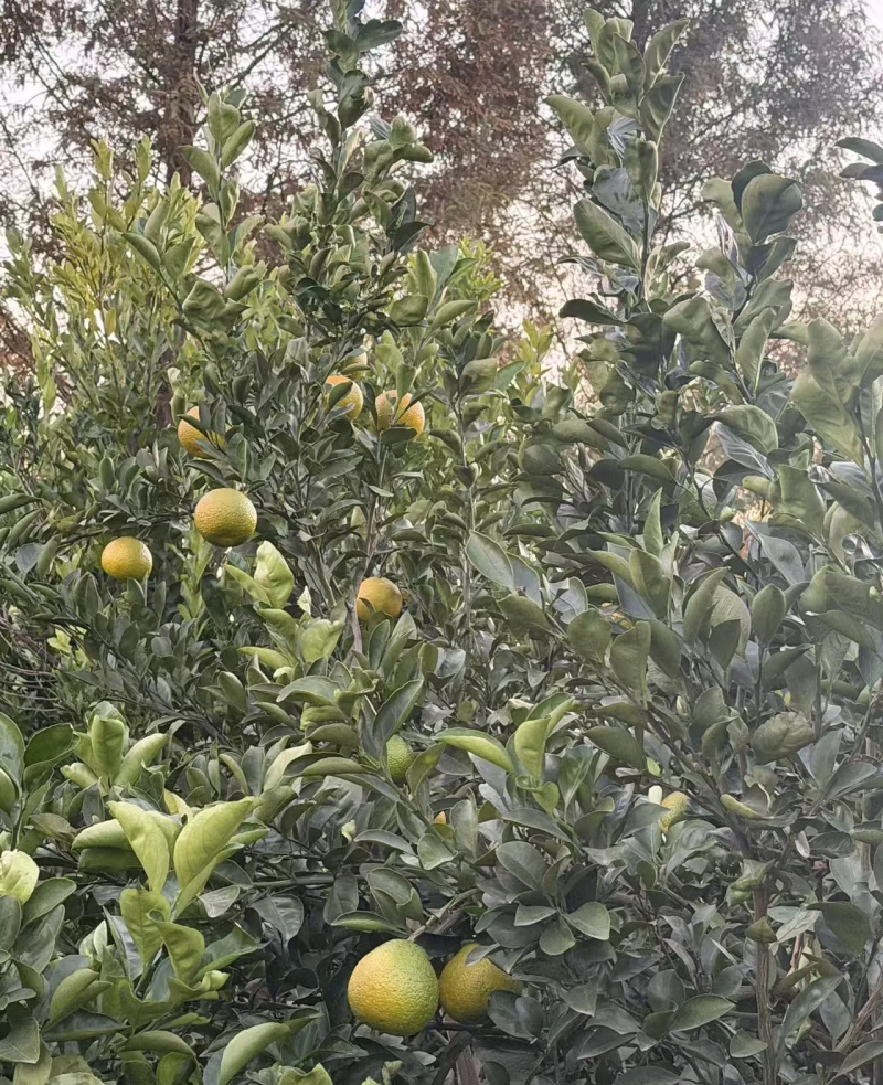 甜蜜柚