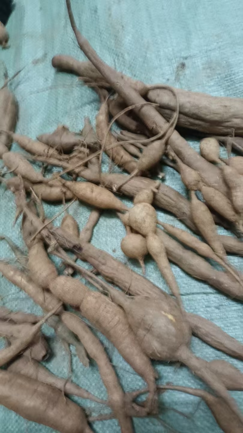 深山甘草牛