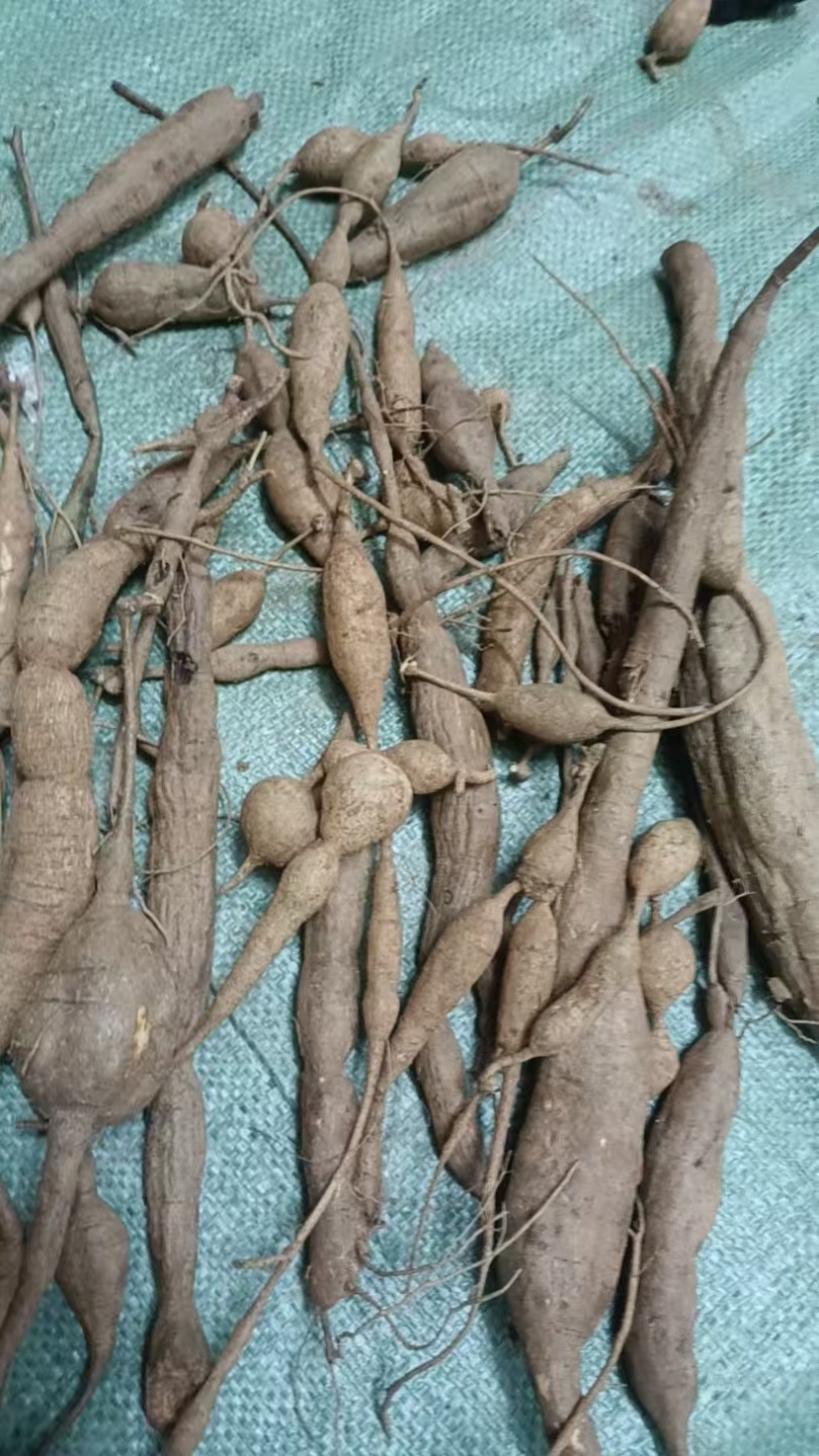 深山甘草牛