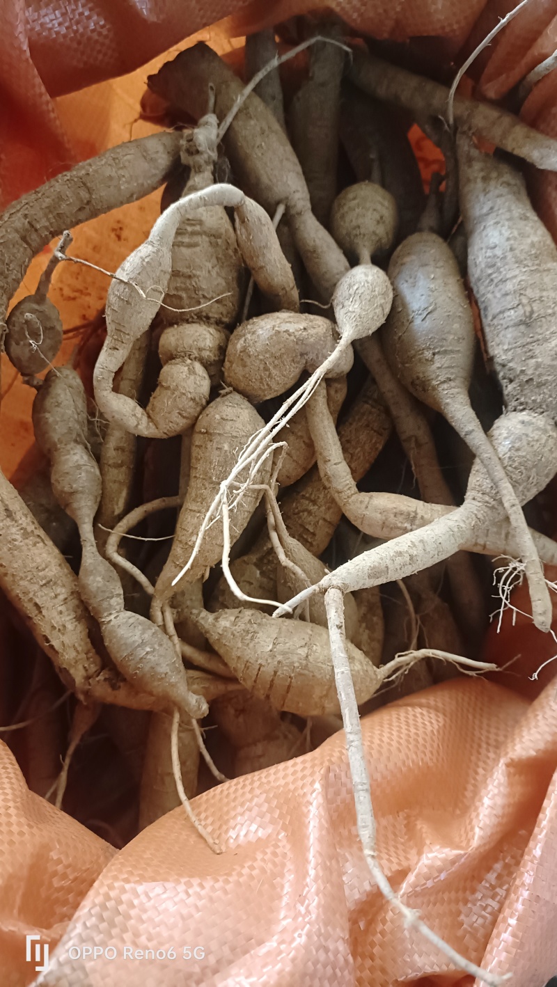 深山甘草牛