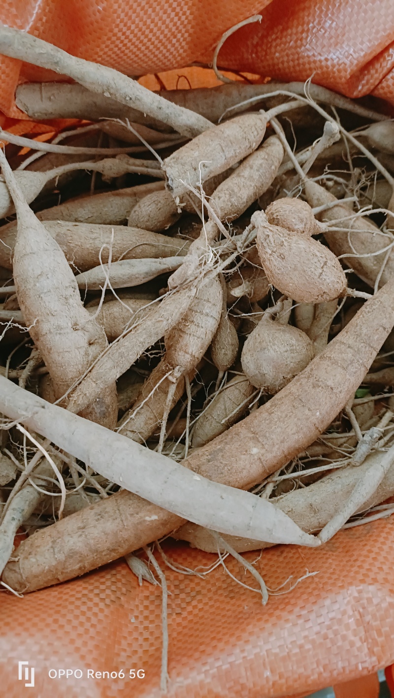 深山甘草牛