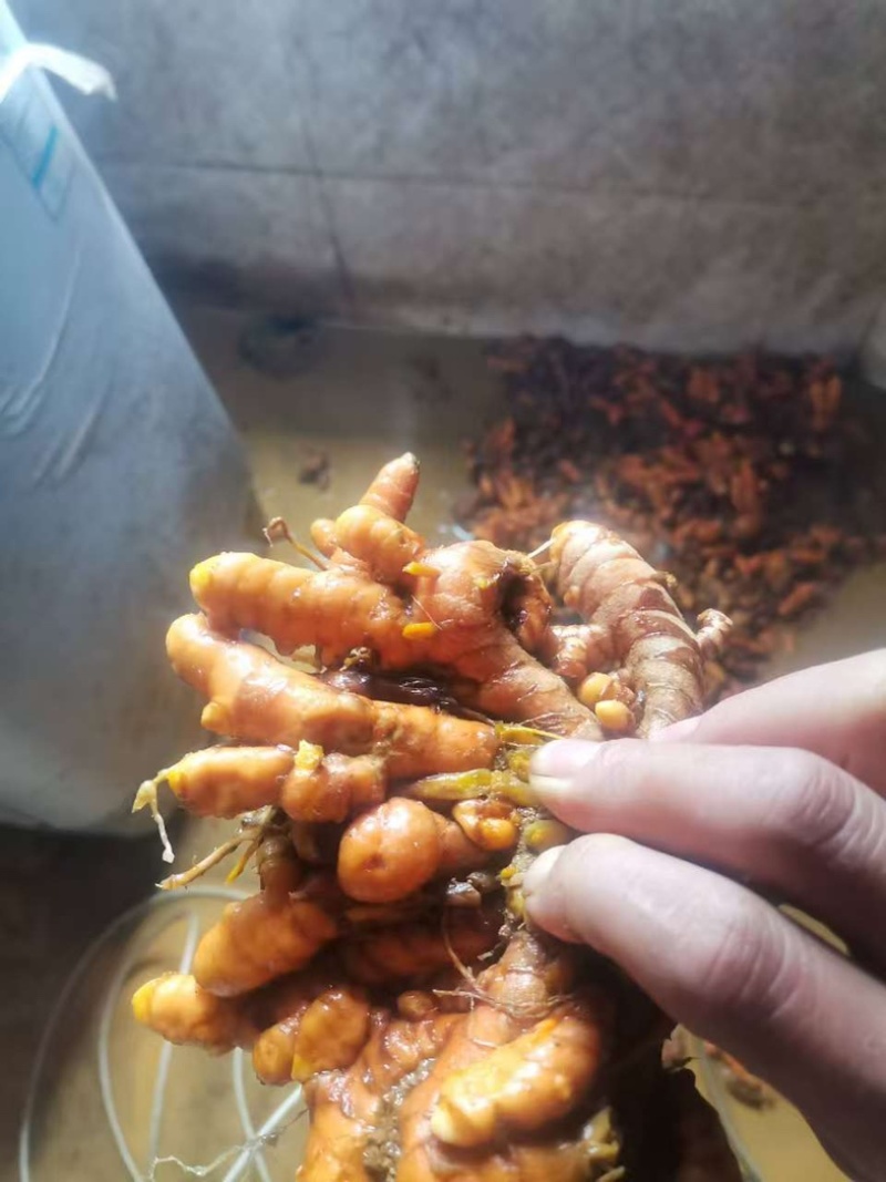 云南高山新鲜小黄姜土姜月子姜仔姜老姜农家自种