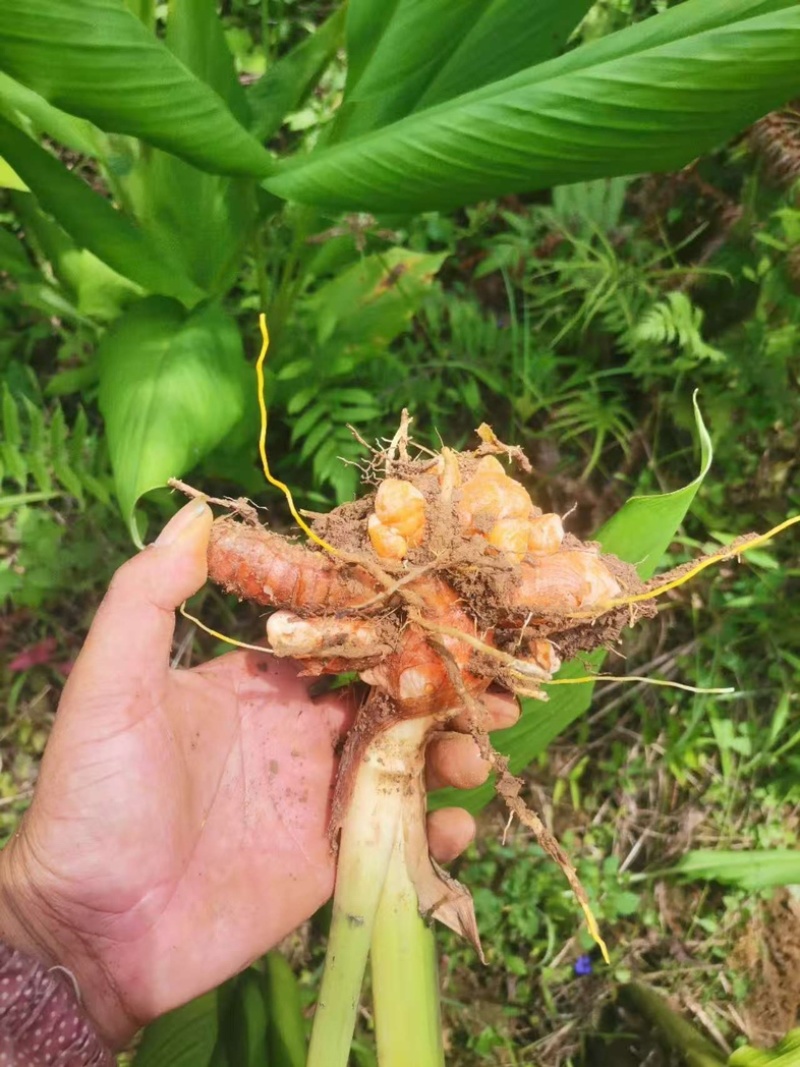 云南高山新鲜小黄姜土姜月子姜仔姜老姜农家自种
