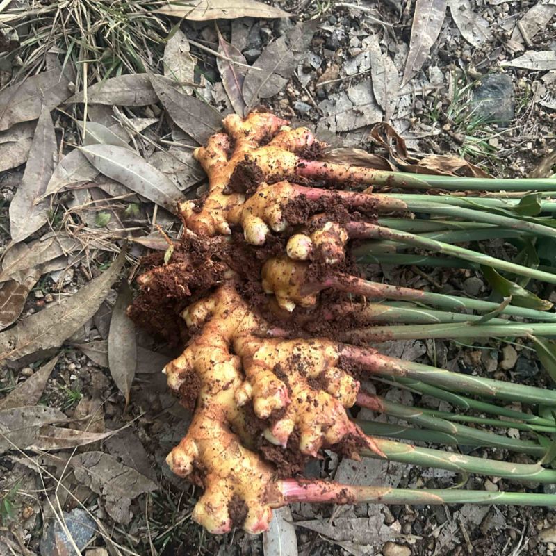 云南小黄姜大量有货，量大从优欢迎，全国发货