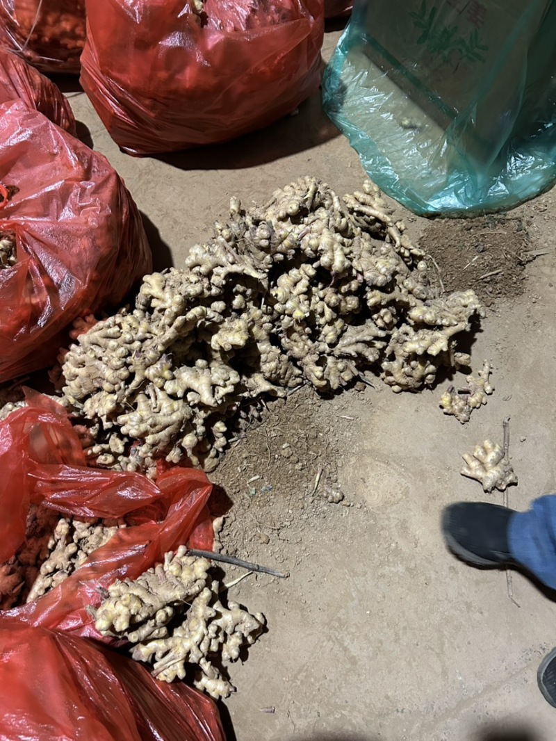 云南小黄姜大量有货，量大从优欢迎，全国发货
