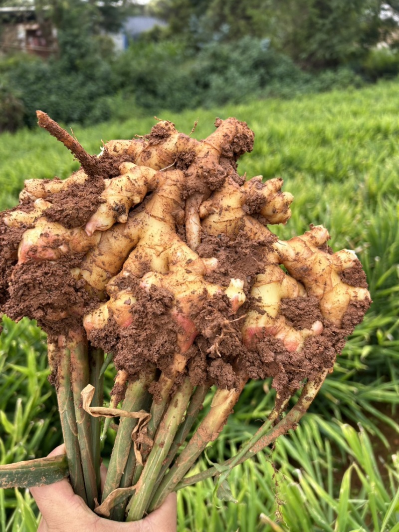 云南小黄姜大量有货，量大从优欢迎，全国发货