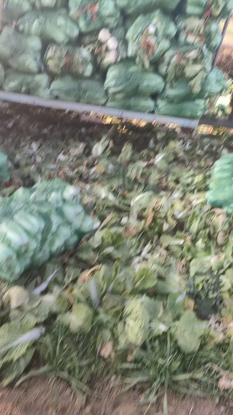 精品娃娃菜产地一手货源全国发货量大价优欢迎随时联系