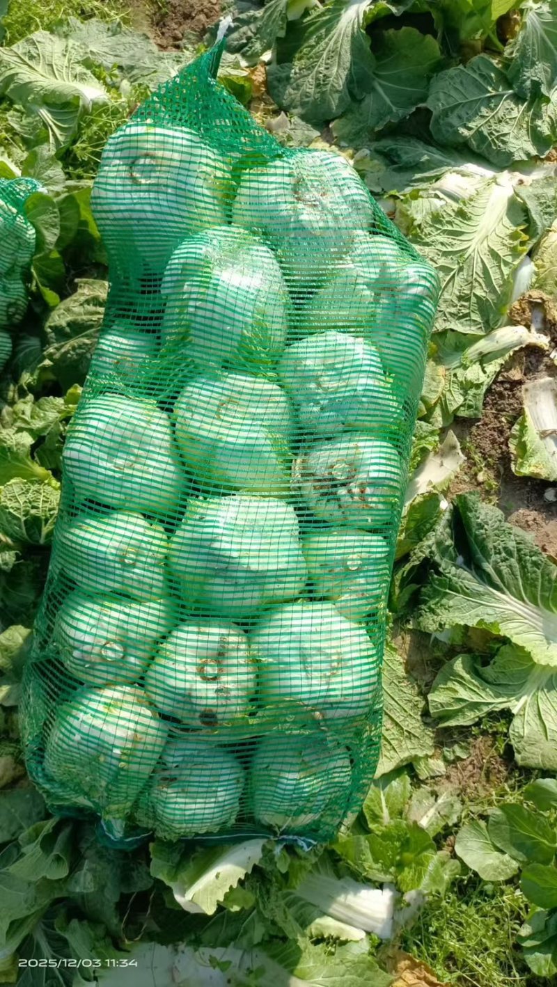 精品娃娃菜产地一手货源全国发货量大价优欢迎随时联系