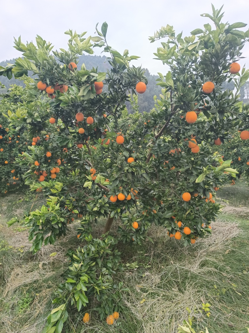 四川绵阳三台纽荷尔纯甜爆汁水分充足