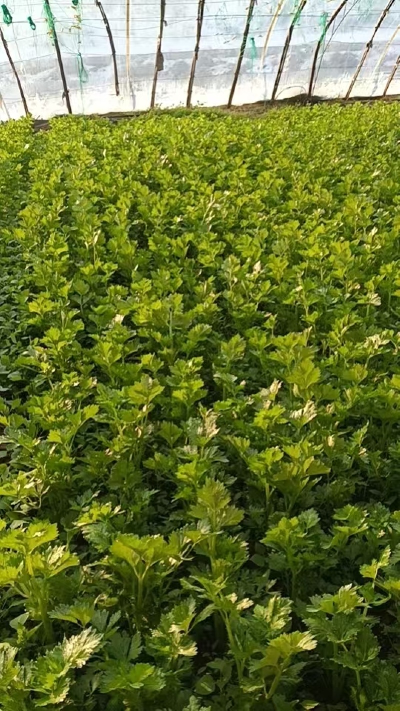 西芹1月底大量上市