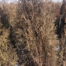 侧柏