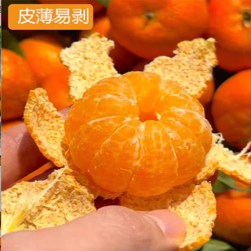 《正宗沙糖桔》广西沙糖桔/自家基地/价格电话商议