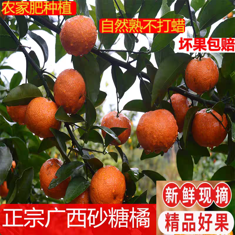 《正宗沙糖桔》广西沙糖桔/自家基地/价格电话商议