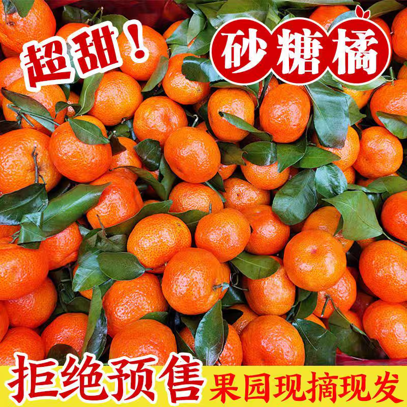 《正宗沙糖桔》广西沙糖桔/自家基地/价格电话商议